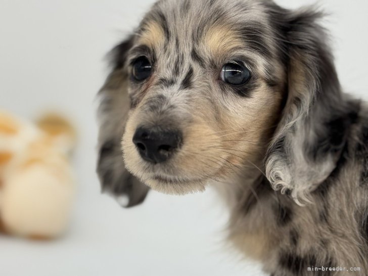 ラバードール　ダックスフント　犬　ゲーベル　Goebel　西ドイツ　ヴィンテージ Dog&CatFえふ | . . おてて🤦‍♀️💘 . #ミニチュアダックス