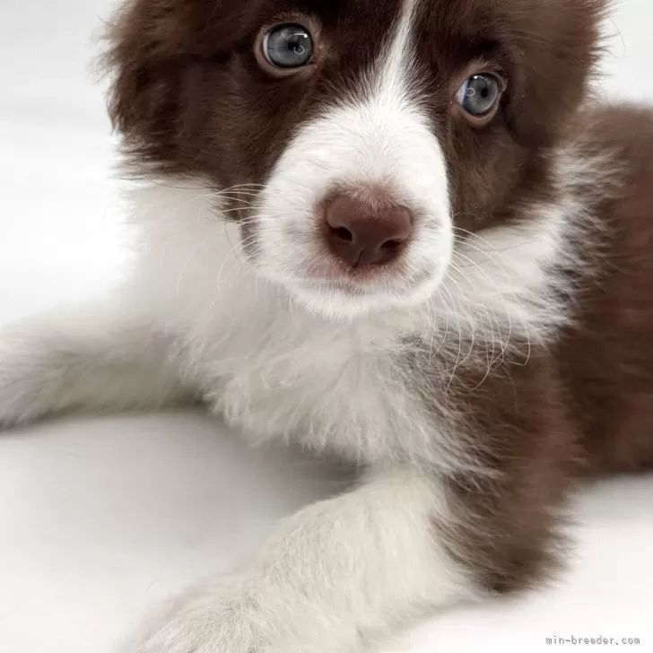 ID:2503-08332の子犬