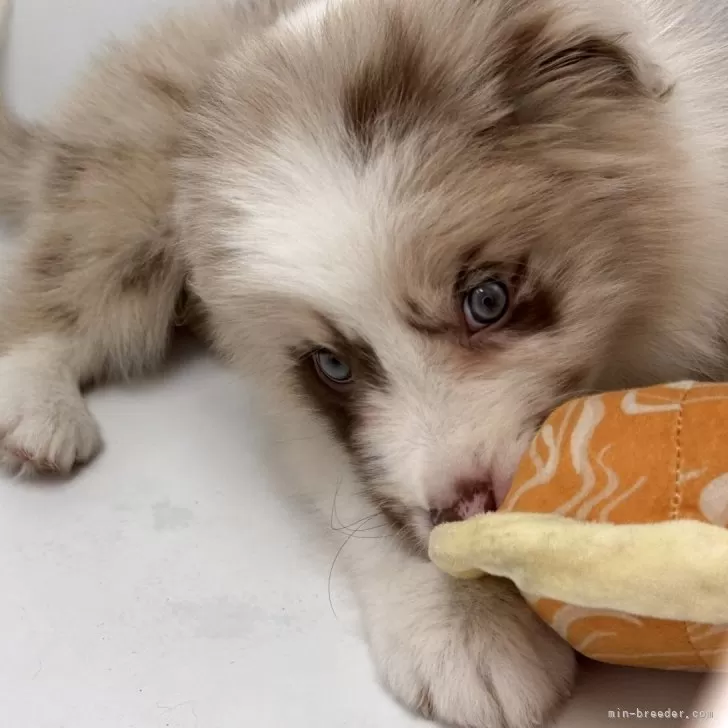 ID:2503-02618の子犬