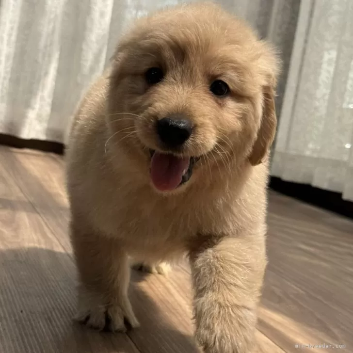 あこ 様のお迎えした子犬