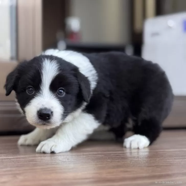 ID:2501-03073の子犬