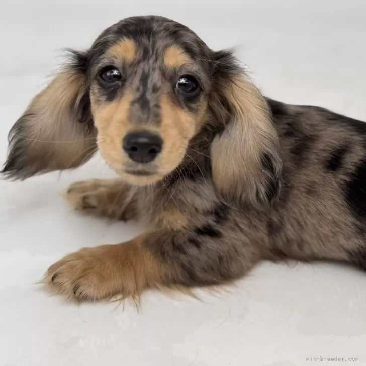 ID:2411-02181の子犬