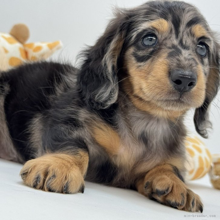 犬田② ミニチュアダックスフンド(ロング)【静岡県・男の子・2025年7月