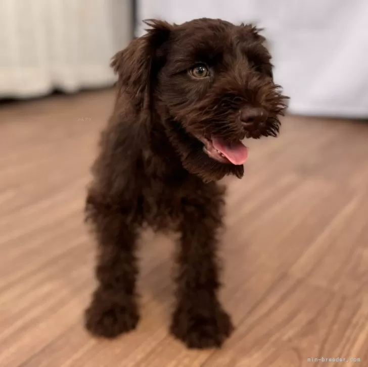 ID：2506-02598の子犬