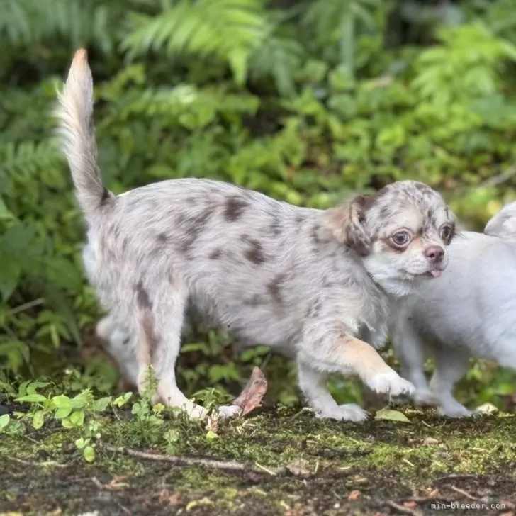 ID：2503-07136の子犬