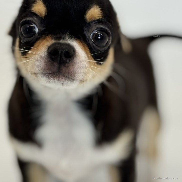 犬っころさま専用 81PMrB1DjzL._UF350,350_QL80_.jpg