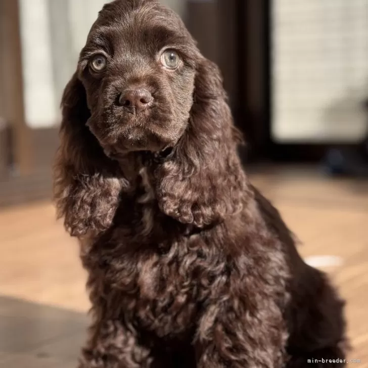 hiro 様のお迎えした子犬