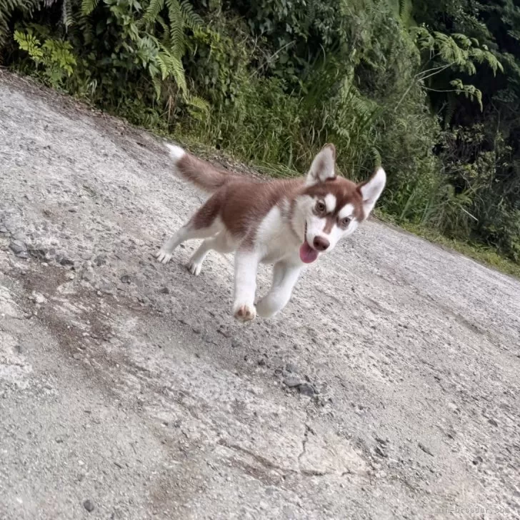 ID：2505-00151の子犬