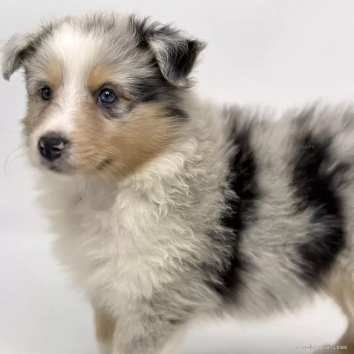ID：2504-01434の子犬