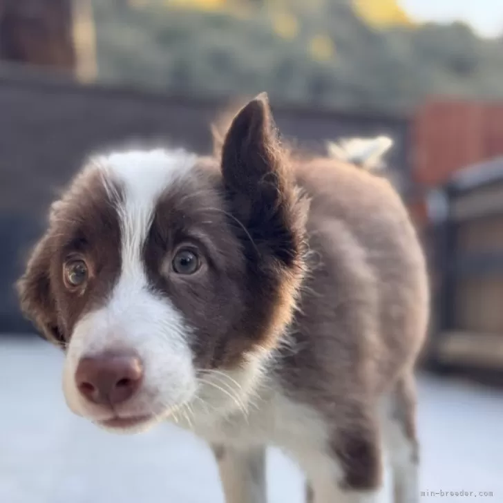 ID:2410-01939の子犬