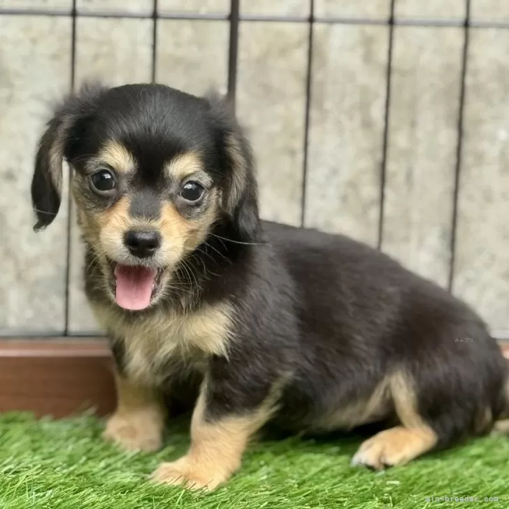 ダックスママ runaeryのママさん on X: 