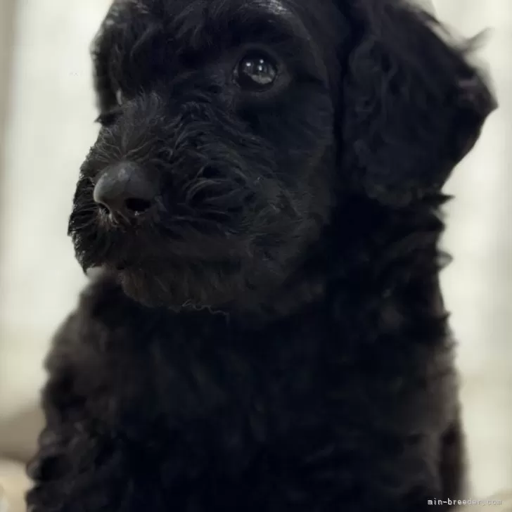 S.H 様のお迎えした子犬