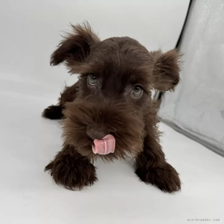 ID：2508-07318の子犬