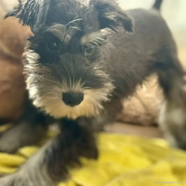 ID：2512-05325の子犬