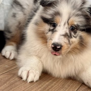 シェットランドシープドッグ【静岡県・女の子・2025年10月5日・ブルーマール】の写真「マール4兄妹のシェルティーズ」