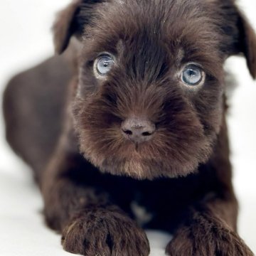 ミニチュアシュナウザー【静岡県・男の子・2025年10月9日・レバー】の写真「チョコ色シュナちゃんのおとこのこ」