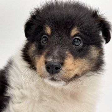 シェットランドシープドッグ【静岡県・男の子・2025年2月22日・トライカラー】の写真「ちょっと小ぶりなトライカラーのおとこのこ」