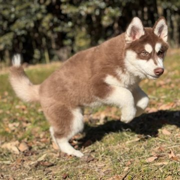 シベリアンハスキー【静岡県・男の子・2024年8月30日・チョコレートホワイト】の写真「チョコホワイトのおとこのこ」