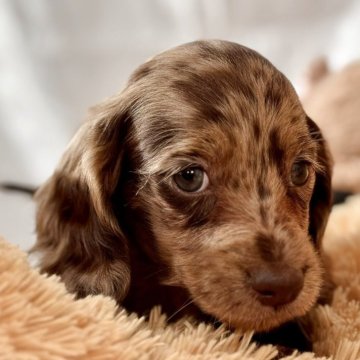 ミニチュアダックスフンド(ロング)【静岡県・男の子・2025年10月15日・チョコレートダップル】の写真「🌟ソリッドカラーのチョコダップルのおとこのこ」