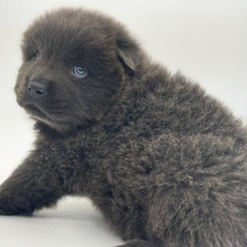 チャウチャウ【静岡県・男の子・2025年8月16日・ブルー】の写真「青チャウチャウのおとこのこ」