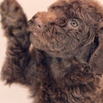 スタンダードプードル【静岡県・女の子・2025年8月15日・ブラウン】の写真「【ブラウン】Sプーのおんなのこ（追加分の子）」