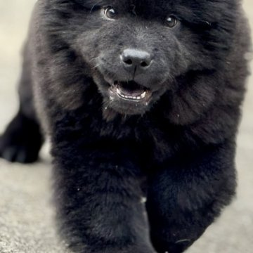 チャウチャウ【静岡県・女の子・2025年8月16日・ブラック】の写真「ワクチン3回済み　黒チャウチャウのおんなのこ」