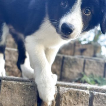 ボーダーコリー【静岡県・女の子・2025年8月13日・ブラックホワイト】の写真「【しっかりしたタイプ】ボーダーコリーのおんなのこ」