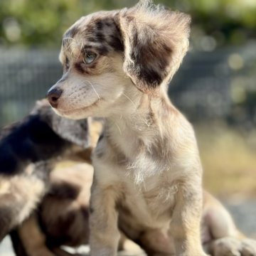 チワックス(チワワ×ダックスフンド)【静岡県・女の子・2025年8月14日・チョコレートマール】の写真「きれいなマールカラーのちわっくすちゃん ②」