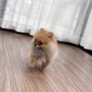 ポメラニアン【静岡県・女の子・2025年1月10日・オレンジ】の写真「極小ポメちゃんのおんなのこ 毛量あります。」