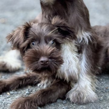 ミニチュアシュナウザー【静岡県・女の子・2025年5月31日・レバー】の写真「ちょこ色シュナちゃん 追加で募集中です２」