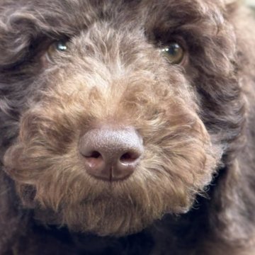 スタンダードプードル【静岡県・男の子・2025年8月15日・ブラウン】の写真「【ブラウン】Sプーのおとこのこ 小さ目」