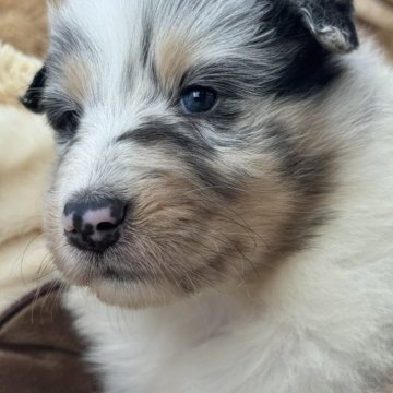 シェットランドシープドッグ【静岡県・女の子・2025年10月5日・ブルーマール】の写真「マール4兄妹のシェルティーズ」