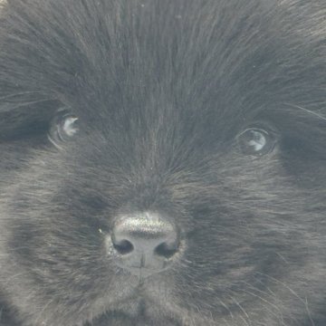 チャウチャウ【静岡県・女の子・2025年8月16日・ブラック】の写真「黒チャウチャウのおんなのこ」