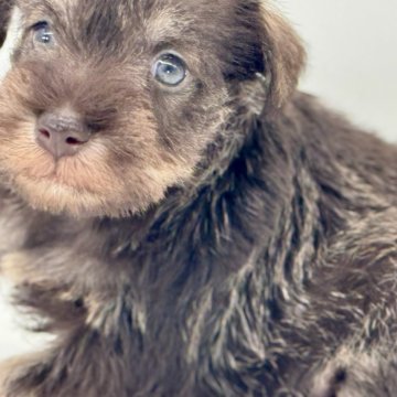 ミニチュアシュナウザー【静岡県・女の子・2025年10月9日・ウィートン】の写真「ウィートンシュナちゃんのおんなのこ」