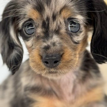 ミニチュアダックスフンド(ロング)【静岡県・女の子・2025年7月15日・シルバーダップル】の写真「短期募集中」