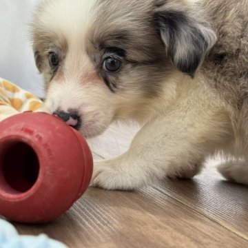 ボーダーコリー【静岡県・男の子・2025年7月22日・ブルーマール】の写真「【総額】ボーダーコリーのおとこの子（随時更新予定）」
