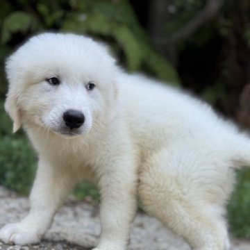 グレートピレニーズ【静岡県・男の子・2025年6月18日・ホワイト】の写真「お顔の詰まったタイプのピレくんです」