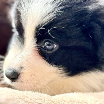 ボーダーコリー【静岡県・女の子・2025年10月30日・ブラックホワイト】の写真「黒白ボーダーのかわいいおんなのこ」