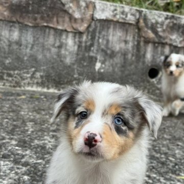 オーストラリアン・シェパード【静岡県・男の子・2025年8月17日・ブルーマールホワイトマーキングスタンポインツ】の写真「ブルーマールオウシーのおとこのこ１」