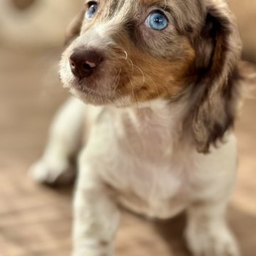 ミニチュアダックスフンド(ロング)【静岡県・男の子・2025年9月22日・チョコレートタンダップルパイボールド】の写真「チョコタンのダップルパイボールドくん」