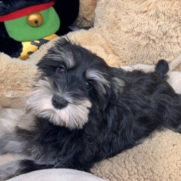 ミニチュアシュナウザー【静岡県・男の子・2025年10月15日・ブラックシルバー】の写真「安心サイズでお迎えできます　ブラックSの男の子」