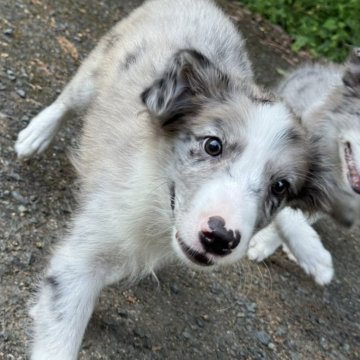 ボーダーコリー【静岡県・男の子・2025年6月1日・ブルーマール】の写真「【お渡し可能です】ブラウンの瞳のマールくん」