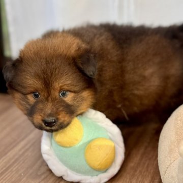 ミックス(ボーダーコリー×チャウチャウ)【静岡県・男の子・2025年9月24日・赤】の写真「ミックスチャウのおとこのこ」