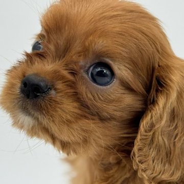 キャバリア【静岡県・女の子・2025年8月11日・ルビー】の写真「ルビーカラーのキャバちゃん２頭目(小柄）」