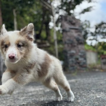 オーストラリアン・シェパード【静岡県・男の子・2025年7月25日・レッドマールホワイトマーキングスタンポインツ】の写真「カギ尻尾が特徴的なオウシーのおとこのこ」