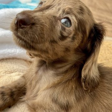 ミニチュアダックスフンド(スムース)【静岡県・女の子・2025年9月22日・チョコレートダップル】の写真「ソリッドカラーｘダップルのあまり見かけない毛色です」