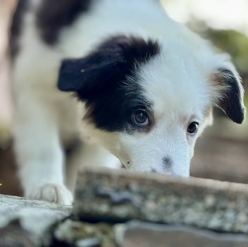 ボーダーコリー【静岡県・男の子・2025年8月13日・ブラックホワイト】の写真「【しっかりしたタイプ】ボーダーコリーのおとこのこ」