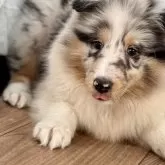 シェットランドシープドッグ