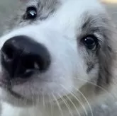 ボーダーコリー