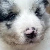 シェットランドシープドッグ【静岡県・男の子・2025年10月5日・ブルーマール】の写真1「何とも言えないふわふわ感がかわいい子でス。」